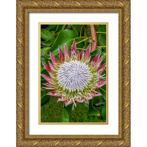 King Protea flower Gold Ornate Wood Framed Art Print with Double Matting by Engelbrecht, Jim