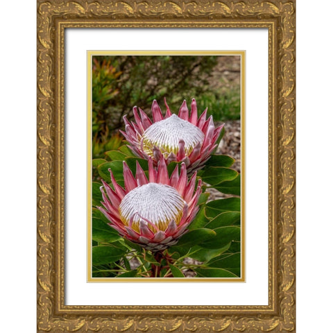 King Protea flower Gold Ornate Wood Framed Art Print with Double Matting by Engelbrecht, Jim