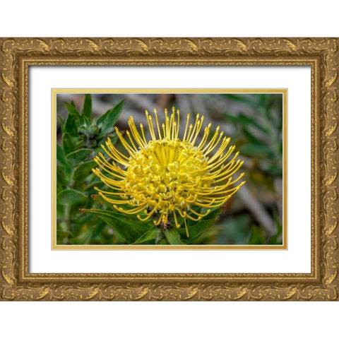 Pincushion flower Gold Ornate Wood Framed Art Print with Double Matting by Engelbrecht, Jim