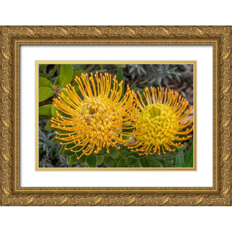 Pincushion flower Gold Ornate Wood Framed Art Print with Double Matting by Engelbrecht, Jim