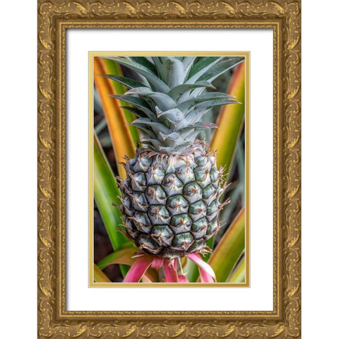 Pineapple plant Gold Ornate Wood Framed Art Print with Double Matting by Engelbrecht, Jim