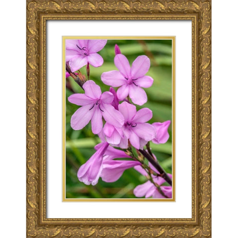 Pink Gladiolus Gold Ornate Wood Framed Art Print with Double Matting by Engelbrecht, Jim