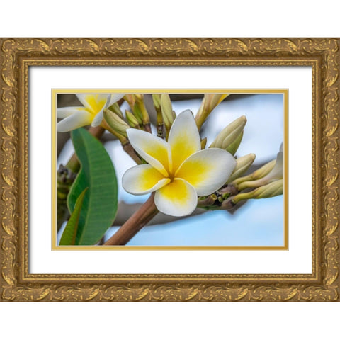 Plumeria Gold Ornate Wood Framed Art Print with Double Matting by Engelbrecht, Jim