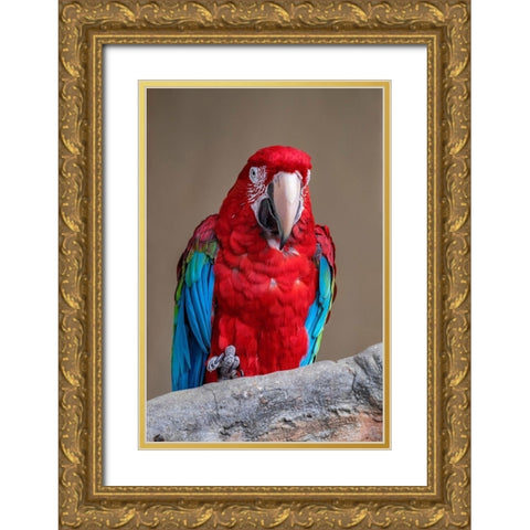 Scarlet Macaw Gold Ornate Wood Framed Art Print with Double Matting by Engelbrecht, Jim