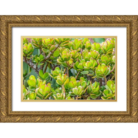 Stonecrop Gold Ornate Wood Framed Art Print with Double Matting by Engelbrecht, Jim