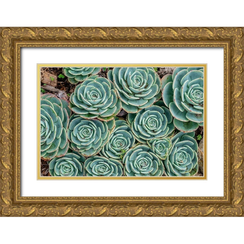 Stonecrop plant-Echeveria Gold Ornate Wood Framed Art Print with Double Matting by Engelbrecht, Jim