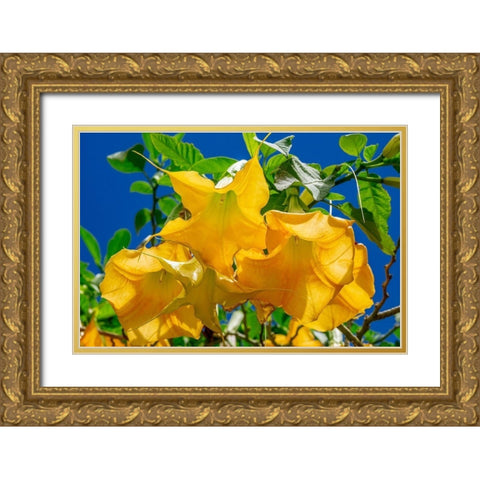 Yellow Angels Trumpet Gold Ornate Wood Framed Art Print with Double Matting by Engelbrecht, Jim