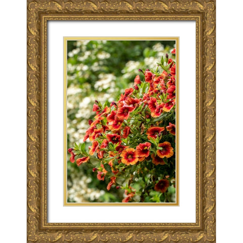 Hanging planters of Calibrachoa-or Million Bells or Trailing Petunia-They are herbaceous plants wit Gold Ornate Wood Framed Art Print with Double Matting by Horton, Janet