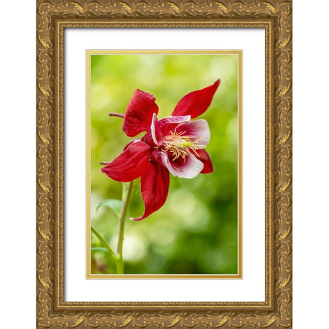 Rocky Mountain Columbine in bloom Gold Ornate Wood Framed Art Print with Double Matting by Horton, Janet