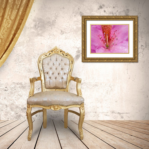 Rhododendron flower Gold Ornate Wood Framed Art Print with Double Matting by Wild, Jamie and Judy