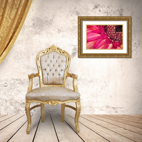Close-up image of a red Gerber Daisy Gold Ornate Wood Framed Art Print with Double Matting by Sullivan, Karen Ann