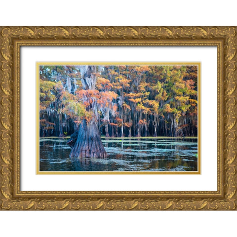 Bald cypress in autumn color Gold Ornate Wood Framed Art Print with Double Matting by Ditto, Larry