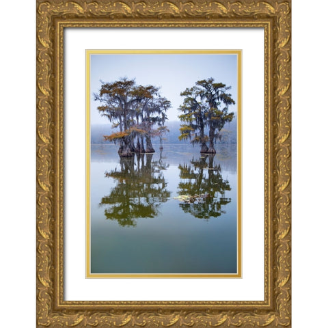 Bald cypress turning to fall color as leaves die- Caddo Lake- Texas. Gold Ornate Wood Framed Art Print with Double Matting by Ditto, Larry