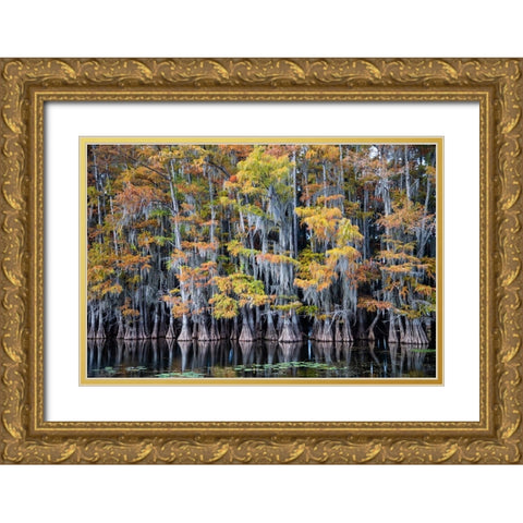 Bald cypress trees and water lilies at Caddo Lake- Texas Gold Ornate Wood Framed Art Print with Double Matting by Ditto, Larry