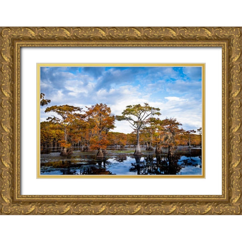 Bald cypress in autumn color at Caddo Lake- Texas. Gold Ornate Wood Framed Art Print with Double Matting by Ditto, Larry