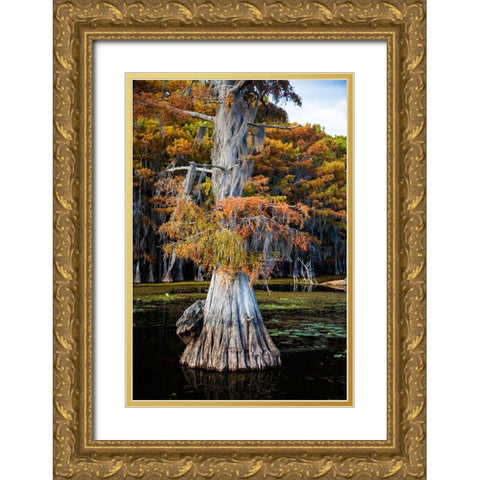 Bald cypress and Spanish moss- Caddo Lake- Texas Gold Ornate Wood Framed Art Print with Double Matting by Ditto, Larry