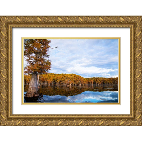 Bald cypress forest- Caddo Lake- Texas Gold Ornate Wood Framed Art Print with Double Matting by Ditto, Larry