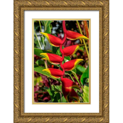 Heliconia Gold Ornate Wood Framed Art Print with Double Matting by Engelbrecht, Lisa S.