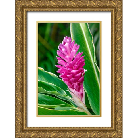 Pink Ginger plant Gold Ornate Wood Framed Art Print with Double Matting by Engelbrecht, Lisa S.