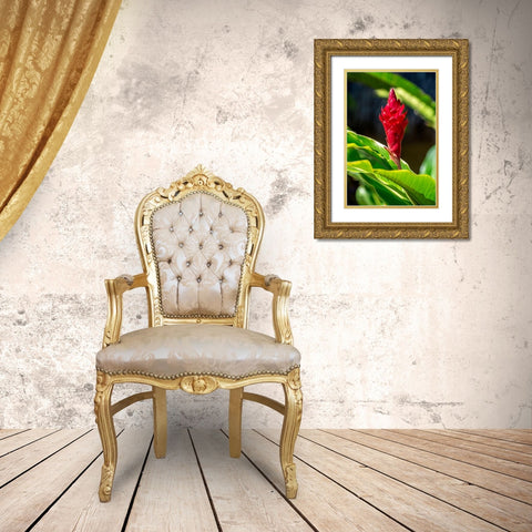 Red Ginger plant Gold Ornate Wood Framed Art Print with Double Matting by Engelbrecht, Lisa S.