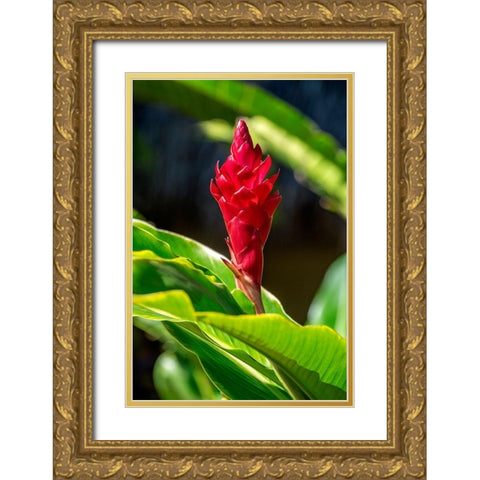 Red Ginger plant Gold Ornate Wood Framed Art Print with Double Matting by Engelbrecht, Lisa S.