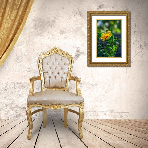 Yellow Hibiscus Gold Ornate Wood Framed Art Print with Double Matting by Engelbrecht, Lisa S.