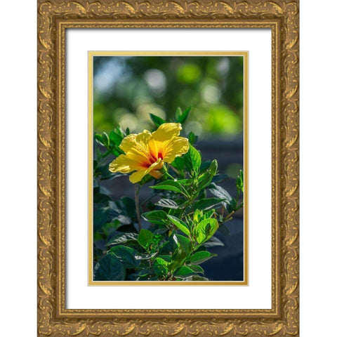 Yellow Hibiscus Gold Ornate Wood Framed Art Print with Double Matting by Engelbrecht, Lisa S.