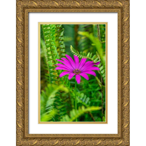 African daisy Gold Ornate Wood Framed Art Print with Double Matting by Engelbrecht, Lisa S.