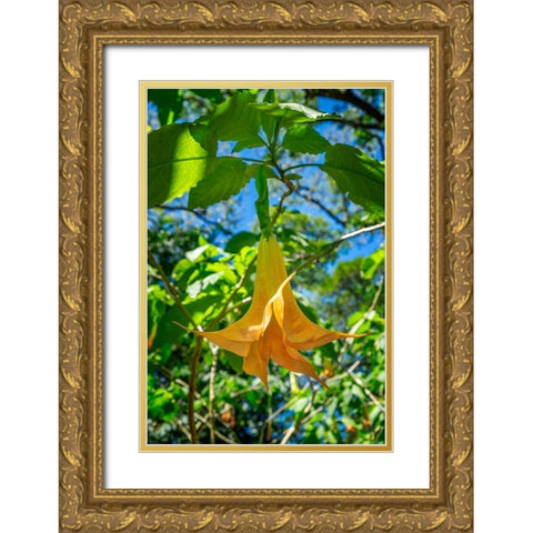 Angels Trumpet flower Gold Ornate Wood Framed Art Print with Double Matting by Engelbrecht, Lisa S.