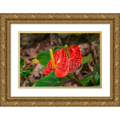 Anthurium Gold Ornate Wood Framed Art Print with Double Matting by Engelbrecht, Lisa S.