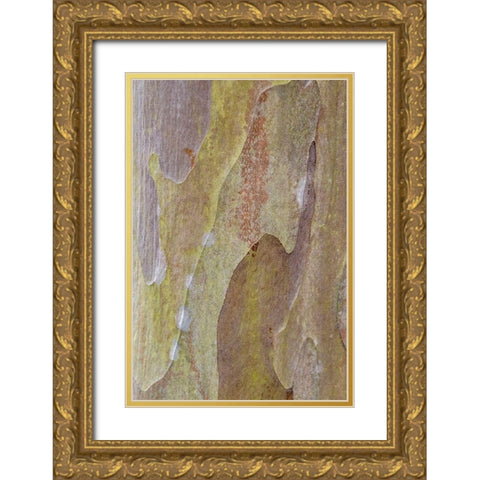 Bark of Crape Myrtle tree Gold Ornate Wood Framed Art Print with Double Matting by Engelbrecht, Lisa S.
