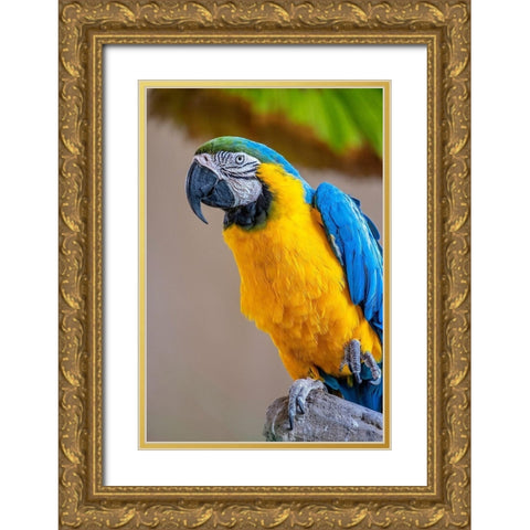 Blue-and-yellow Macaw Gold Ornate Wood Framed Art Print with Double Matting by Engelbrecht, Lisa S.