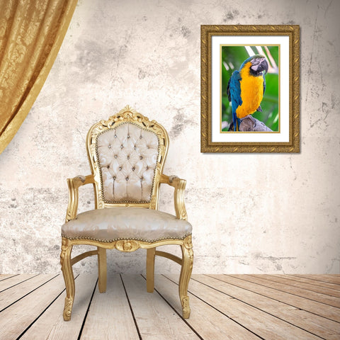 Blue-and-yellow Macaw Gold Ornate Wood Framed Art Print with Double Matting by Engelbrecht, Lisa S.