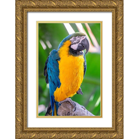 Blue-and-yellow Macaw Gold Ornate Wood Framed Art Print with Double Matting by Engelbrecht, Lisa S.