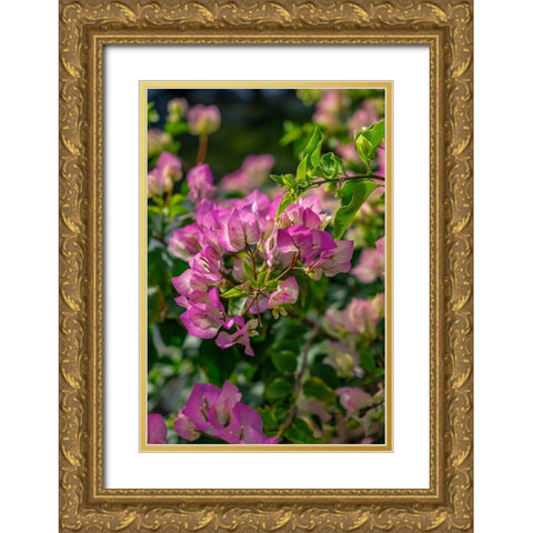 Bougainvillea Gold Ornate Wood Framed Art Print with Double Matting by Engelbrecht, Lisa S.