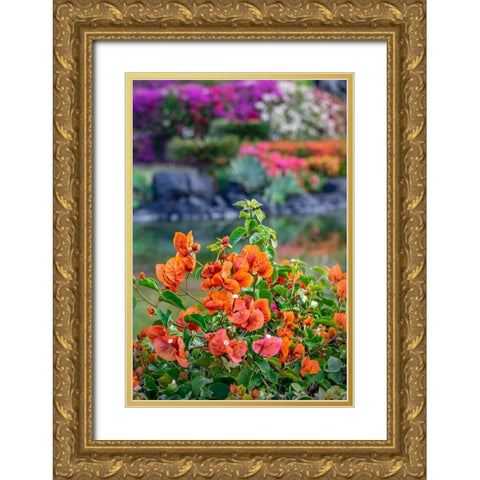 Bougainvillea in tropical garden Gold Ornate Wood Framed Art Print with Double Matting by Engelbrecht, Lisa S.