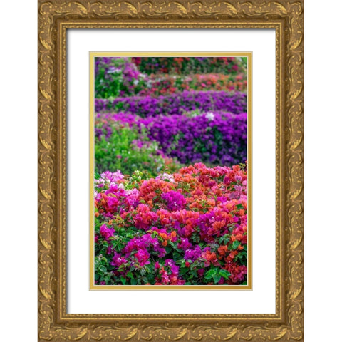 Bougainvillea in tropical garden Gold Ornate Wood Framed Art Print with Double Matting by Engelbrecht, Lisa S.