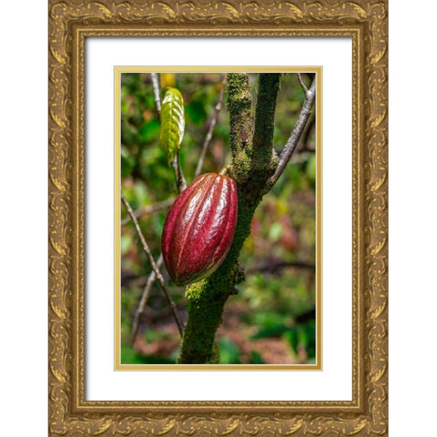 Cacao fruit Gold Ornate Wood Framed Art Print with Double Matting by Engelbrecht, Lisa S.