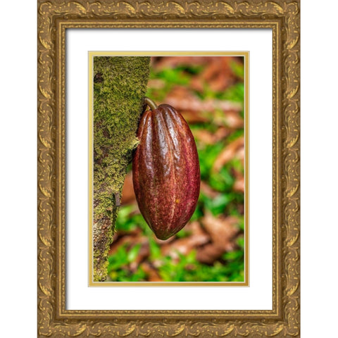 Cacao fruit Gold Ornate Wood Framed Art Print with Double Matting by Engelbrecht, Lisa S.