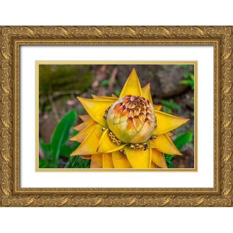 Chinese dwarf banana plant Gold Ornate Wood Framed Art Print with Double Matting by Engelbrecht, Lisa S.