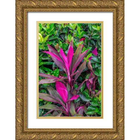 Cordyline fruticosa-Ti plant Gold Ornate Wood Framed Art Print with Double Matting by Engelbrecht, Lisa S.