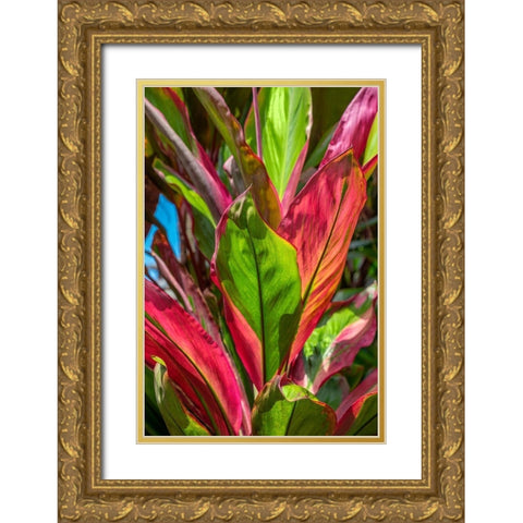 Cordyline fruticosa-Ti plant Gold Ornate Wood Framed Art Print with Double Matting by Engelbrecht, Lisa S.
