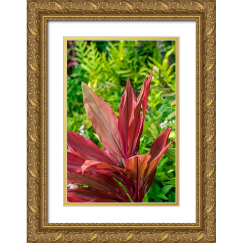 Cordyline fruticosa-Ti plant Gold Ornate Wood Framed Art Print with Double Matting by Engelbrecht, Lisa S.