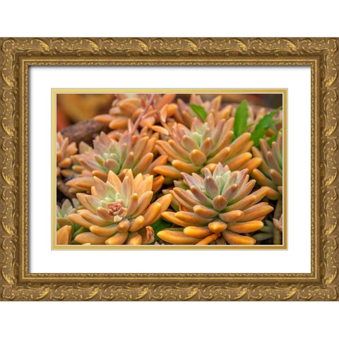 Crassulaceae-succulent Gold Ornate Wood Framed Art Print with Double Matting by Engelbrecht, Lisa S.
