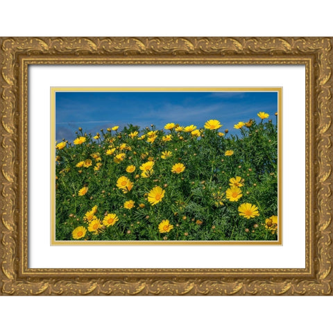Crown daisy Gold Ornate Wood Framed Art Print with Double Matting by Engelbrecht, Lisa S.