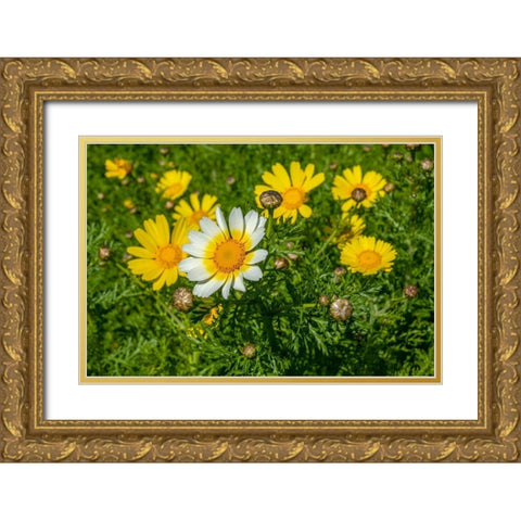 Crown daisy Gold Ornate Wood Framed Art Print with Double Matting by Engelbrecht, Lisa S.