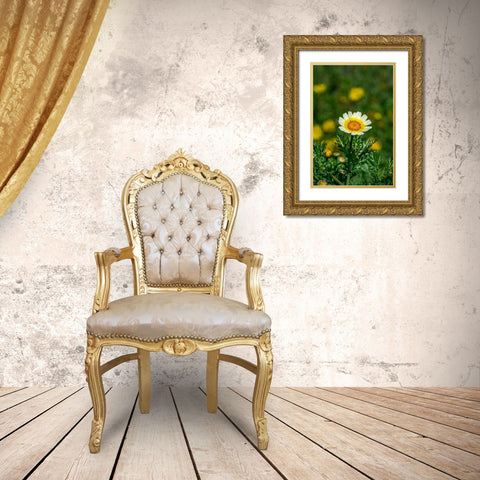 Crown daisy Gold Ornate Wood Framed Art Print with Double Matting by Engelbrecht, Lisa S.