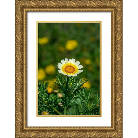 Crown daisy Gold Ornate Wood Framed Art Print with Double Matting by Engelbrecht, Lisa S.