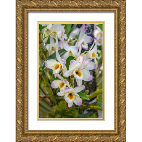 Dendrobium Orchid Gold Ornate Wood Framed Art Print with Double Matting by Engelbrecht, Lisa S.