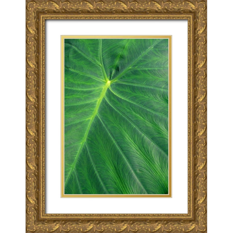 Detail of large tropical leaf Gold Ornate Wood Framed Art Print with Double Matting by Engelbrecht, Lisa S.